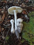 Amanita longipes image