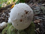 Amanita longipes image