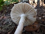 Amanita longipes image