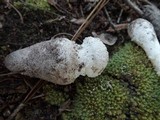 Amanita longipes image