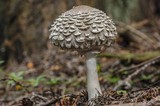 Chlorophyllum olivieri image