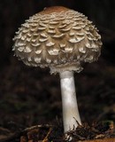 Chlorophyllum olivieri image