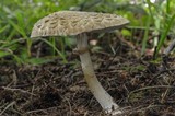 Chlorophyllum olivieri image