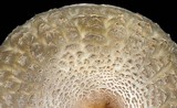 Chlorophyllum olivieri image