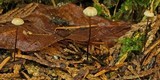 Crinipellis piceae image