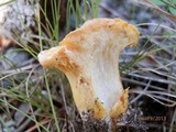 Cantharellus enelensis image