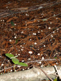 Mycena capillaripes image