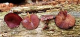 Callistosporium purpureomarginatum image