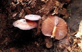 Callistosporium purpureomarginatum image