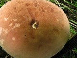 Tylopilus rubrobrunneus image