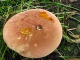 Tylopilus rubrobrunneus image