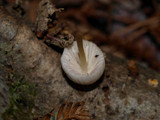 Mycena capillaripes image