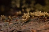 Arcyria cinerea image