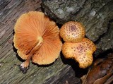 Gymnopilus lepidotus image