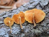 Gymnopilus lepidotus image