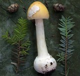 Amanita praecox image