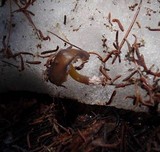 Mycena nivicola image