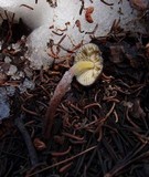 Mycena nivicola image