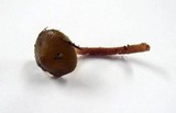 Mycena nivicola image