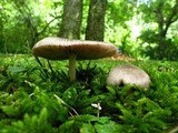 Volvariella taylori image