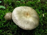 Volvariella taylori image
