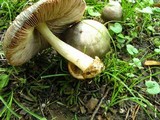 Volvariella taylori image