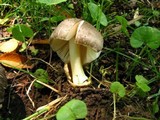 Volvariella taylori image