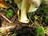 Volvariella taylori image