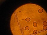 Volvariella taylori image