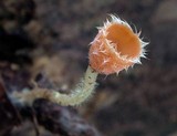 Microstoma floccosum image
