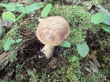 Tylopilus felleus image