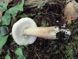 Tylopilus felleus image