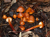 Phaeocollybia californica image