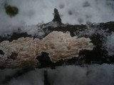 Exidiopsis calcea image