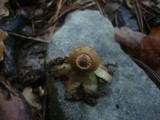 Geastrum nanum image