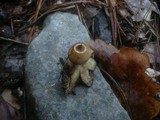 Geastrum nanum image