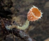Microstoma floccosum image