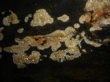 Conferticium ochraceum image