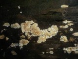 Conferticium ochraceum image