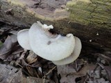 Crepidotus applanatus image