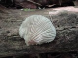 Crepidotus applanatus image