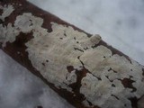 Basidioradulum crustosum image