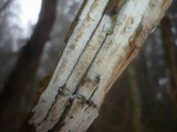 Image of Hypochnicium lundellii