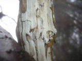 Hypochnicium lundellii image