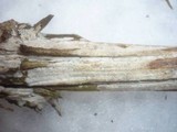 Hypochnicium lundellii image