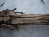 Hypochnicium lundellii image