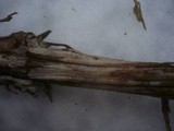 Hypochnicium lundellii image