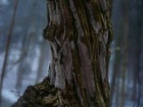 Hypochnicium lundellii image
