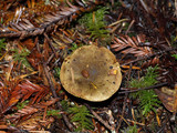 Phylloporus arenicola image
