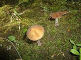 Oudemansiella furfuracea image
